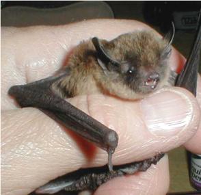 Myotis volans.jpg