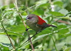 Abyssinian Crimsonwing (Cryptospiza salvadorii) (male).jpg