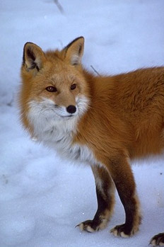 Redfox - Flickr - USDAgov