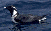 Ancient Murrelet.png