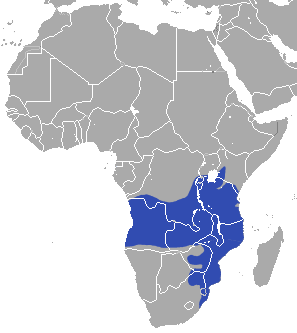 Brown Greater Galago area.png