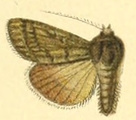 Euxoa pallidifrons.jpg