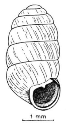 Pupilla muscorum shell