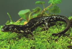 Plethodon wehrlei.jpg