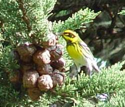 TowsendWarbler23