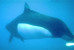 Dalls Porpoise Underwater