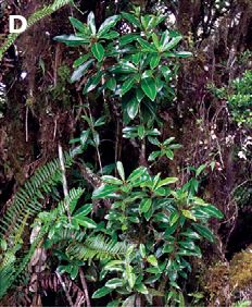 Stem shoots and leaves of Drimys granadensis