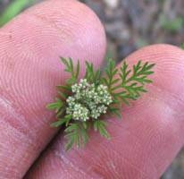 Daucus pusillus NPS-01