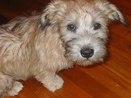 Glen of Imaal Terrier