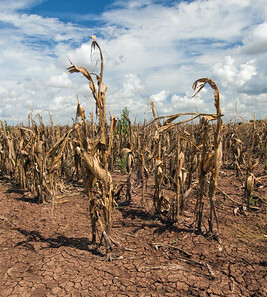 Corn shows the affect of drought (cropped)