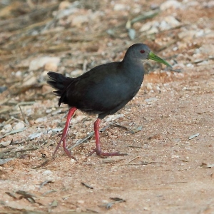 Pardirallus nigricans-Blackish Rail.jpg