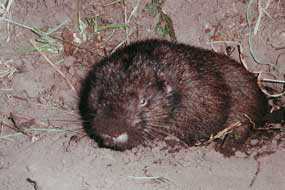 Immature mountain beaver