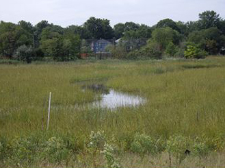 Tidal creek Woodbridge Marsh 2008