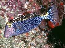 Whitespotted boxfish Ostracion meleagris photo Randall J E