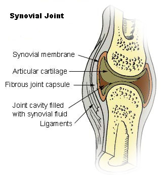 Synovial joint