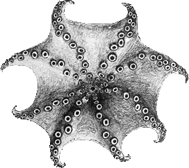 Haliphron atlanticus oral view