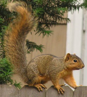 Sciurus niger (on fence)