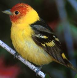 WesternTanager