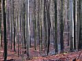 20081207 Hallerbos - Beersel (0007)