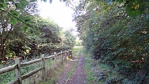 Ainslie Wood 3.JPG