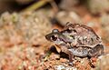 Amboli bush frogs - In amplexus 