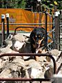 Backing sheep at sheepdog competition