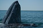 Whale Sanctuary of El Vizcaino