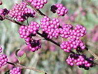 Beautyberry3