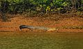 Bhitarkanika Mangroves Flora and Fauna 03