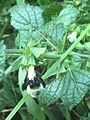 Bumblebee on Melissa flower