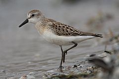 Calidris-pusilla-001.jpg