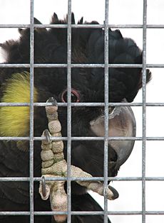 Calyptorhynchus funereus -Flying High Bird Habitat -foot on cage bars-8a