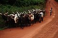 Caravane de boeufs à Yokadouma