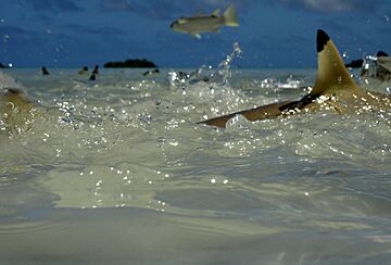 Carcharhinus melanopterus feeding