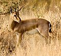 Chinkara