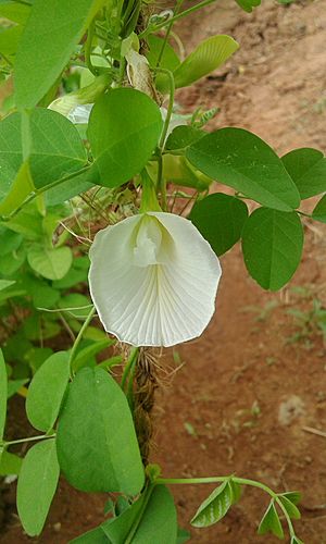 Clitoria ternatea(white)