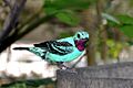 Cotinga cayana -Jurong Bird Park-8a