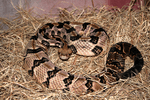 Crotalus horridus CDC