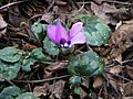 Cyclamen pseudibericum04