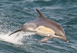 Delphinus delphis 03-cropped