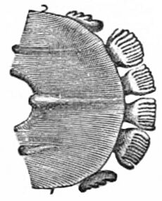 Dermoptera - toothcomb 01