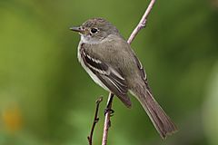 Empidonax alnorum CT2.jpg