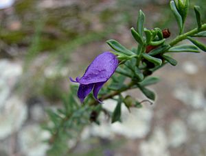 Eremophila weldii 4763.jpg