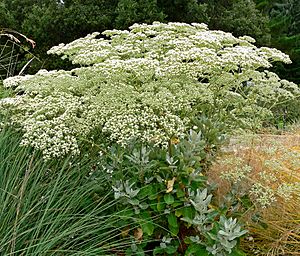 Eriogonum giganteum 1.jpg