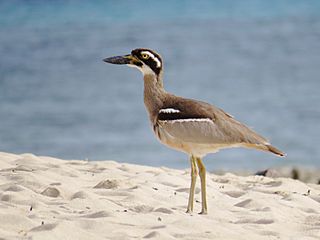 Esacus magnirostris - Beach stone-curlew Qld