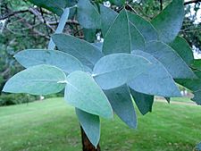 Eucalyptus kartzoffiana Batemans Bay