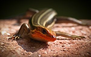 Five-lined Skink-27527-1