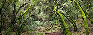 French Trail, Redwood Regional Park