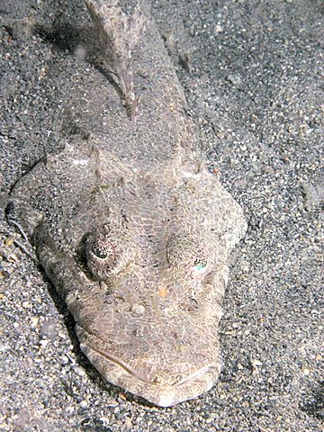 Fringe-Lipped Flathead