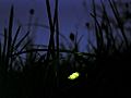 Glow worm lampyris noctiluca